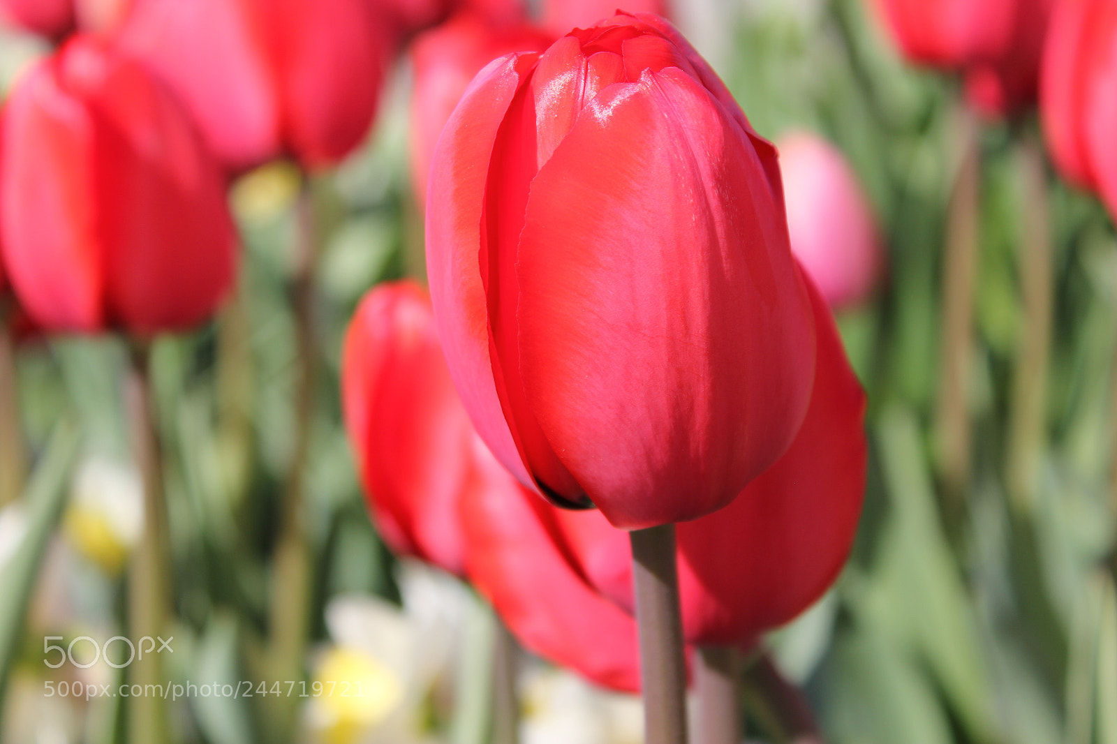 Canon EF-S 18-55mm F3.5-5.6 IS sample photo. Tulips edward's garden, toronto photography