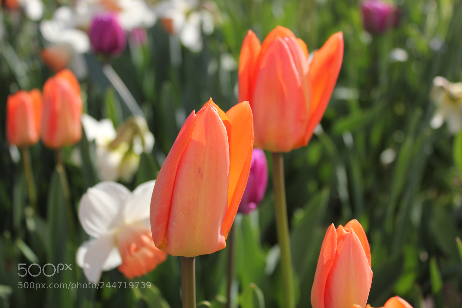 Canon EF-S 18-55mm F3.5-5.6 IS sample photo. Tulips edward's garden, toronto photography