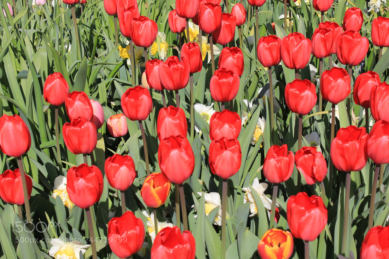 Canon EF-S 18-55mm F3.5-5.6 IS sample photo. Tulips edward's garden, toronto photography