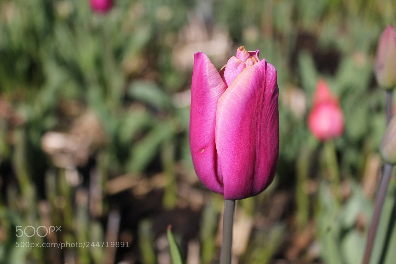 Canon EF-S 18-55mm F3.5-5.6 IS sample photo. Tulips edward's garden, toronto photography