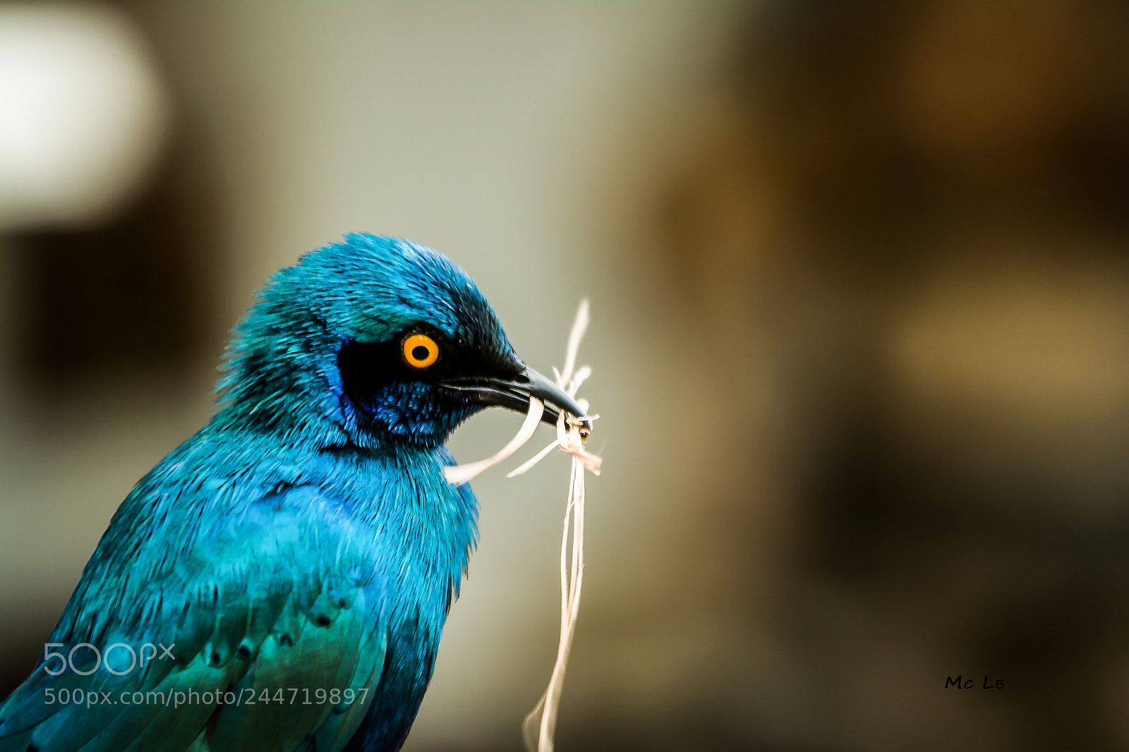 Nikon D7100 sample photo. Greater blue-eared starling photography