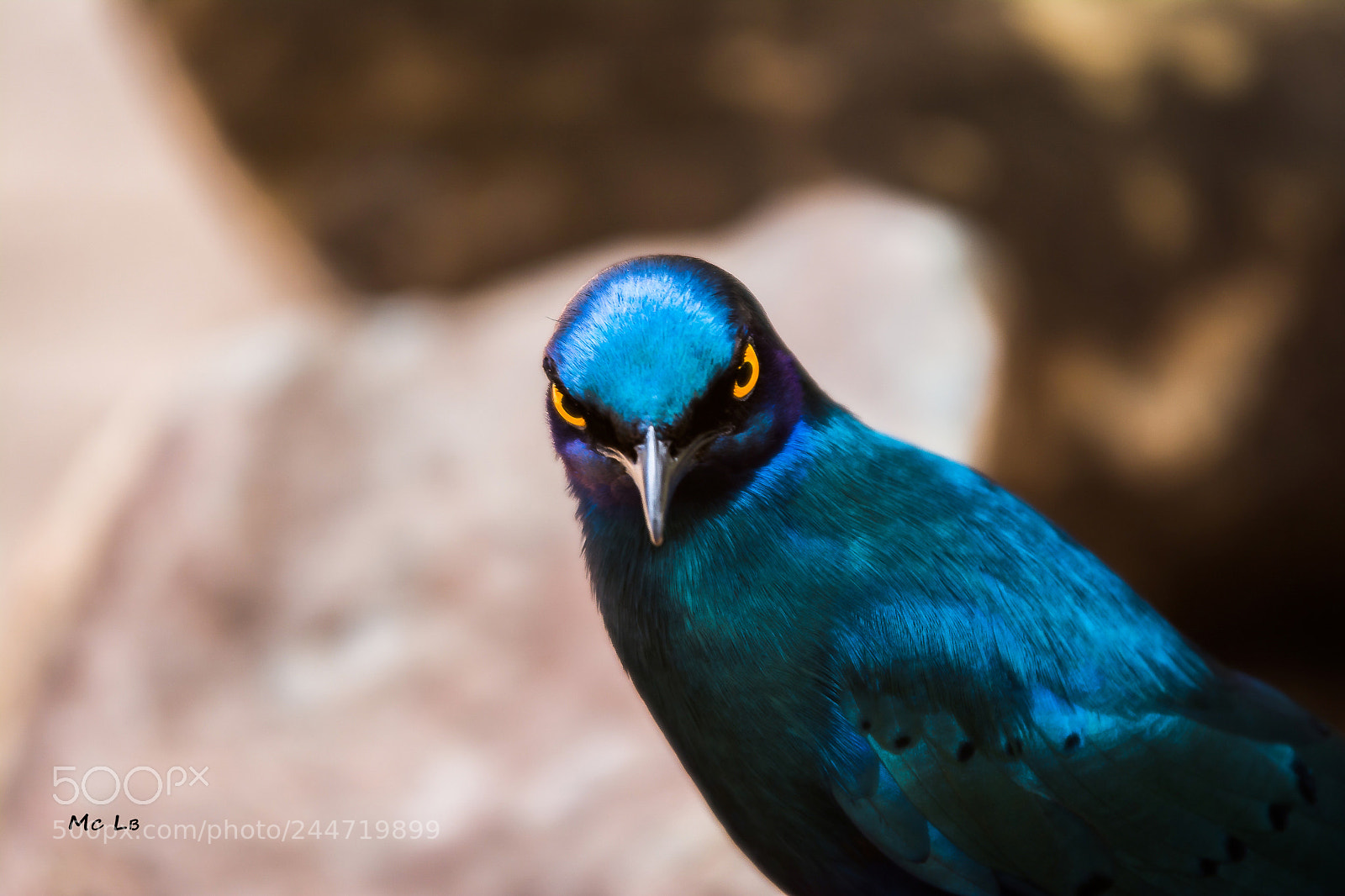 Nikon D7100 sample photo. Greater blue-eared starling photography