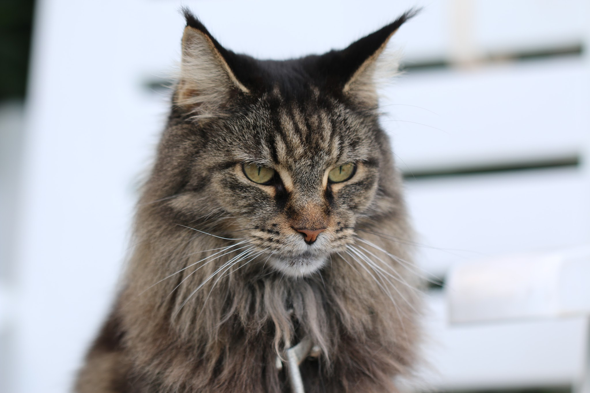 Canon EOS 70D sample photo. Maine-coon photography