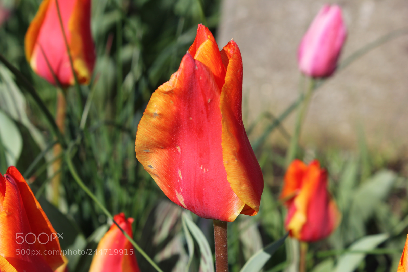 Canon EF-S 18-55mm F3.5-5.6 IS sample photo. Tulips edward's garden, toronto photography