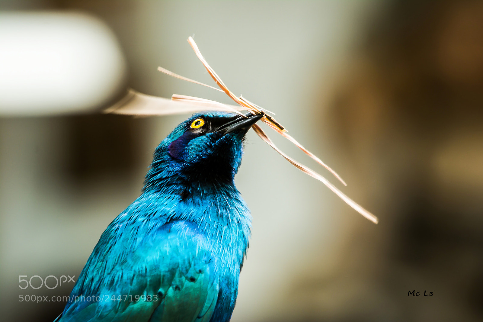 Nikon D7100 sample photo. Greater blue-eared starling photography