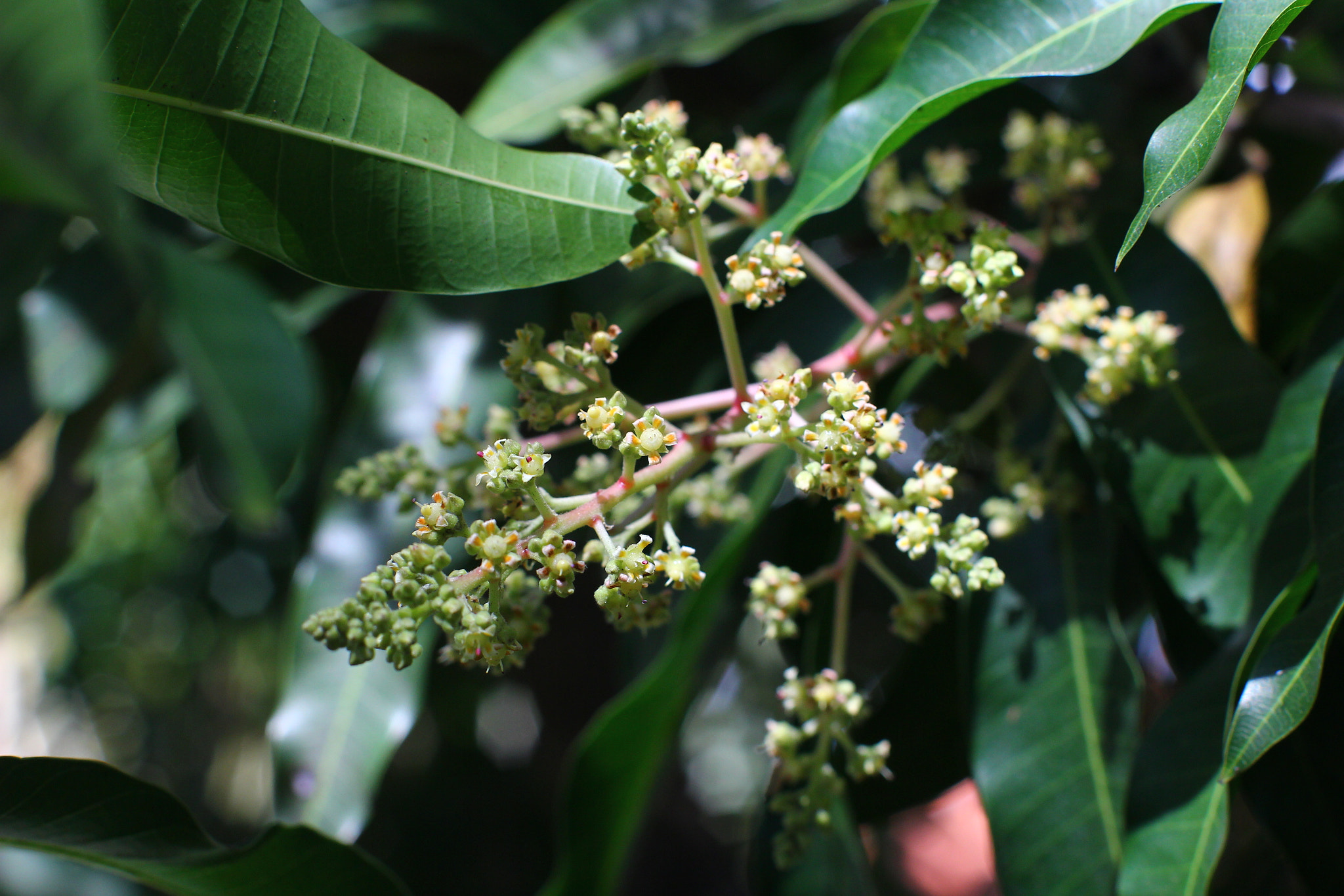 Canon EF 35-80mm f/4-5.6 sample photo. Mango photography