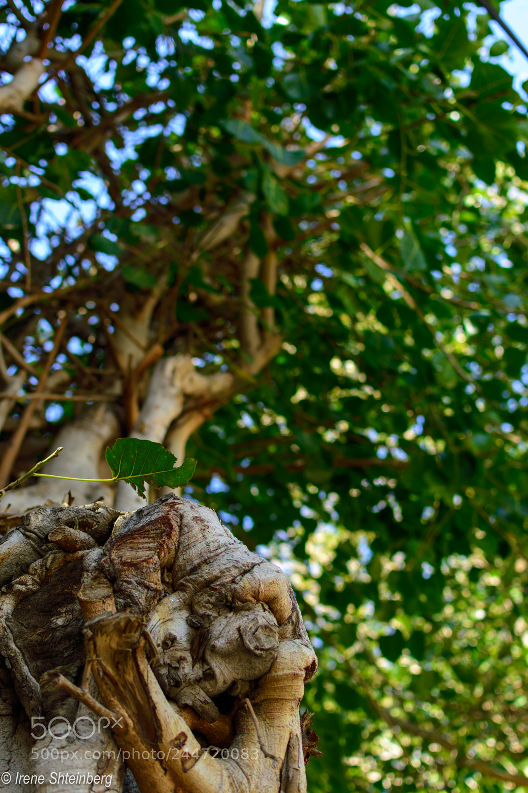 Nikon D3400 sample photo. Green photography