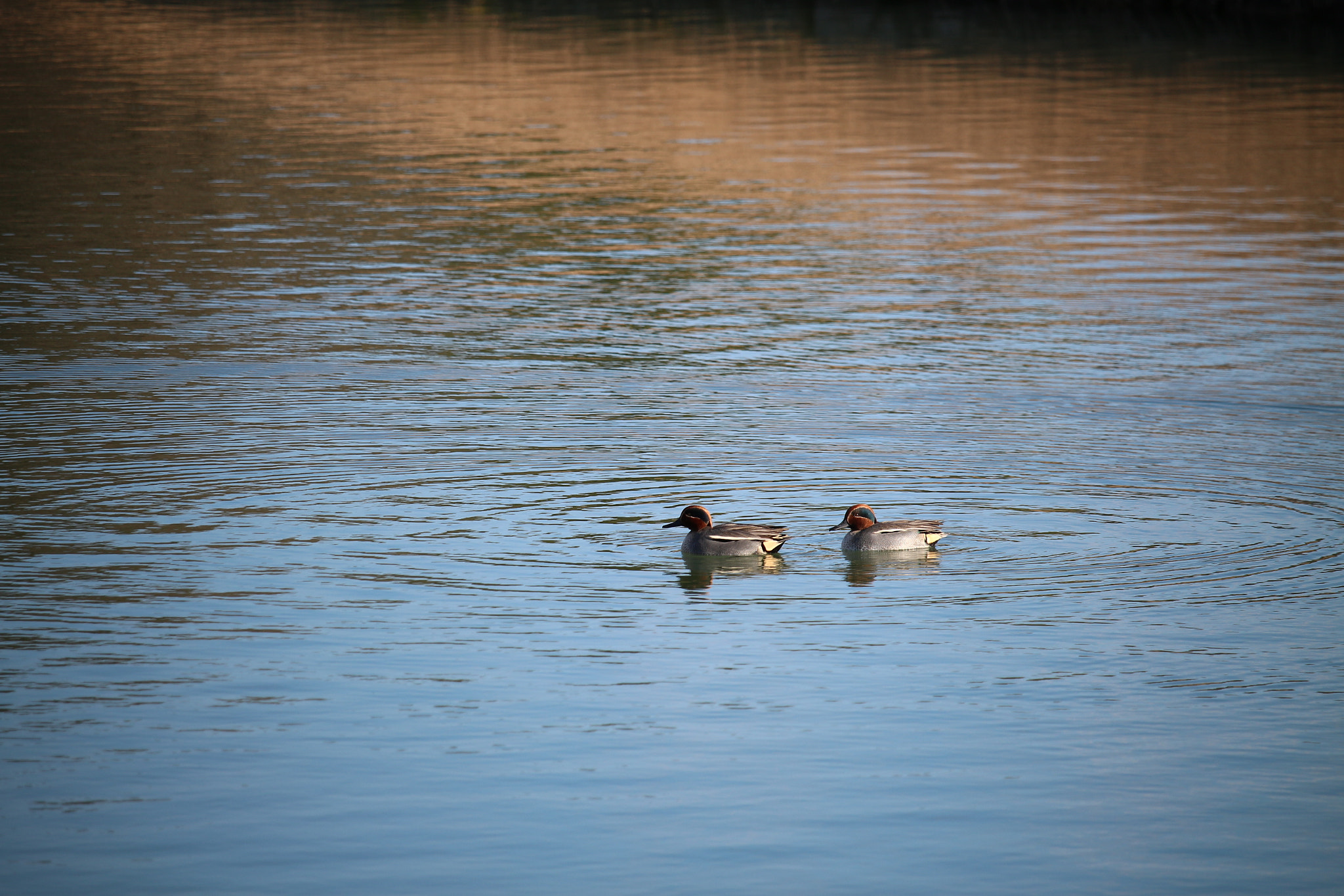 Canon EOS M2 + Canon EF-S 55-250mm F4-5.6 IS STM sample photo