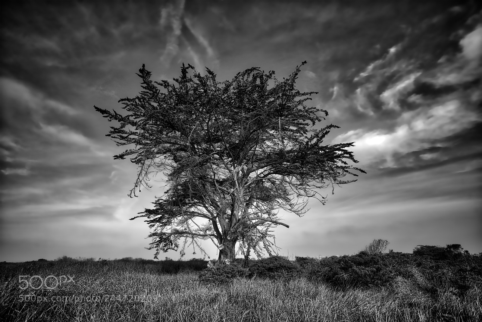 Nikon D800 sample photo. Lone cypress edit photography