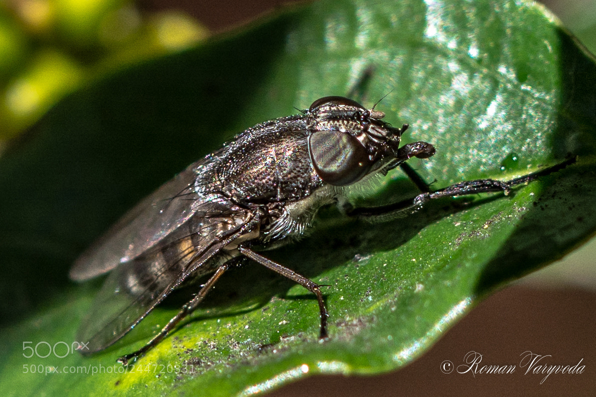 Nikon D7100 sample photo. Fly photography