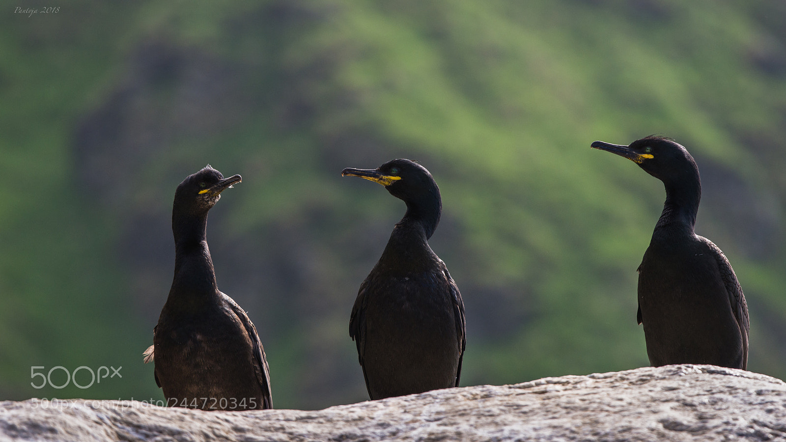 Nikon D600 sample photo. Shags photography