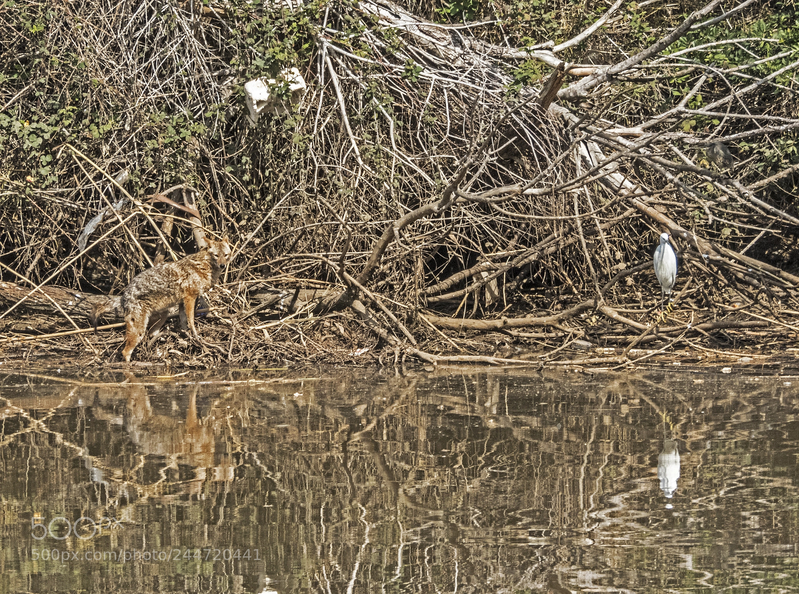 Nikon Coolpix B700 sample photo. Jackal and heron. photography