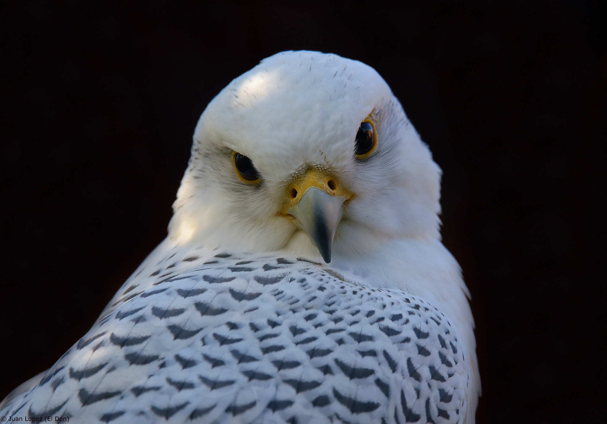 Nikon D810 + Sigma 150-600mm F5-6.3 DG OS HSM | S sample photo. Gyrfalcon.. moments of beauty..!! photography