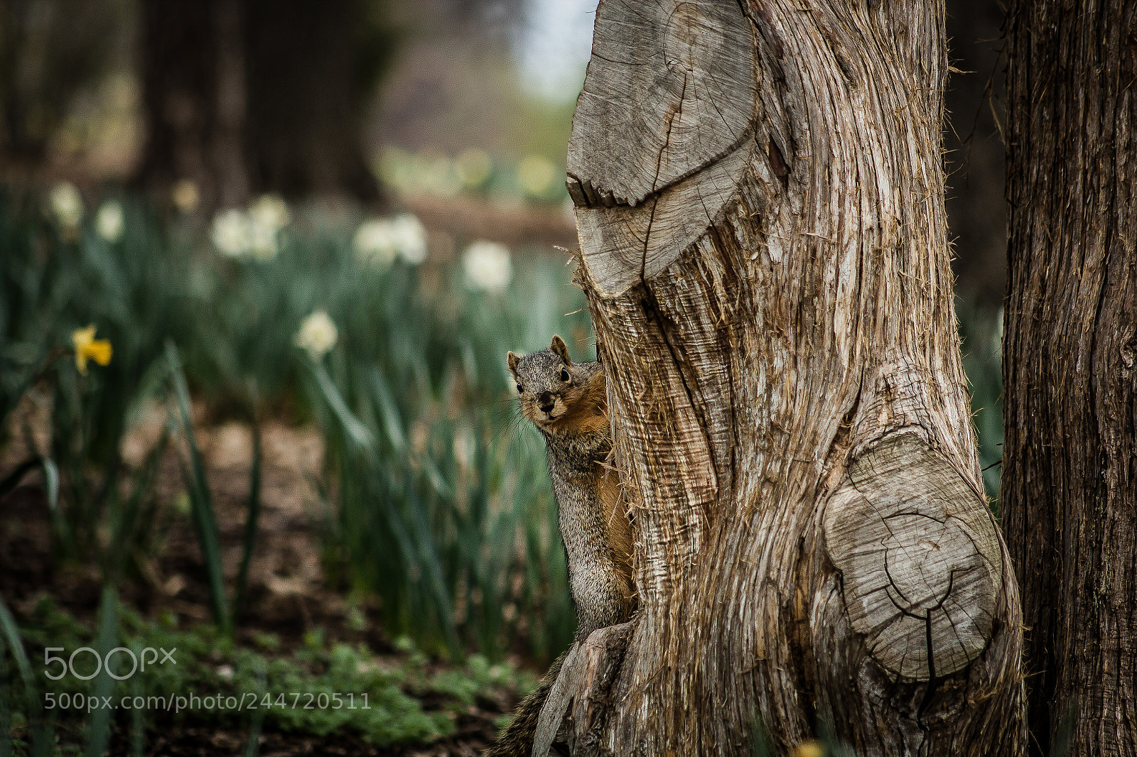 Canon EOS 600D (Rebel EOS T3i / EOS Kiss X5) sample photo. Spring is just around photography