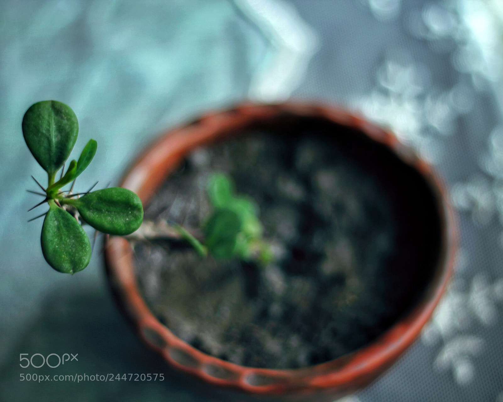 Canon EOS 550D (EOS Rebel T2i / EOS Kiss X4) sample photo. Life grows photography