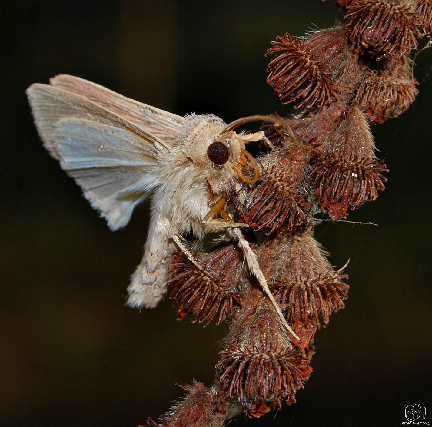 Nikon D60 sample photo. Polilla photography