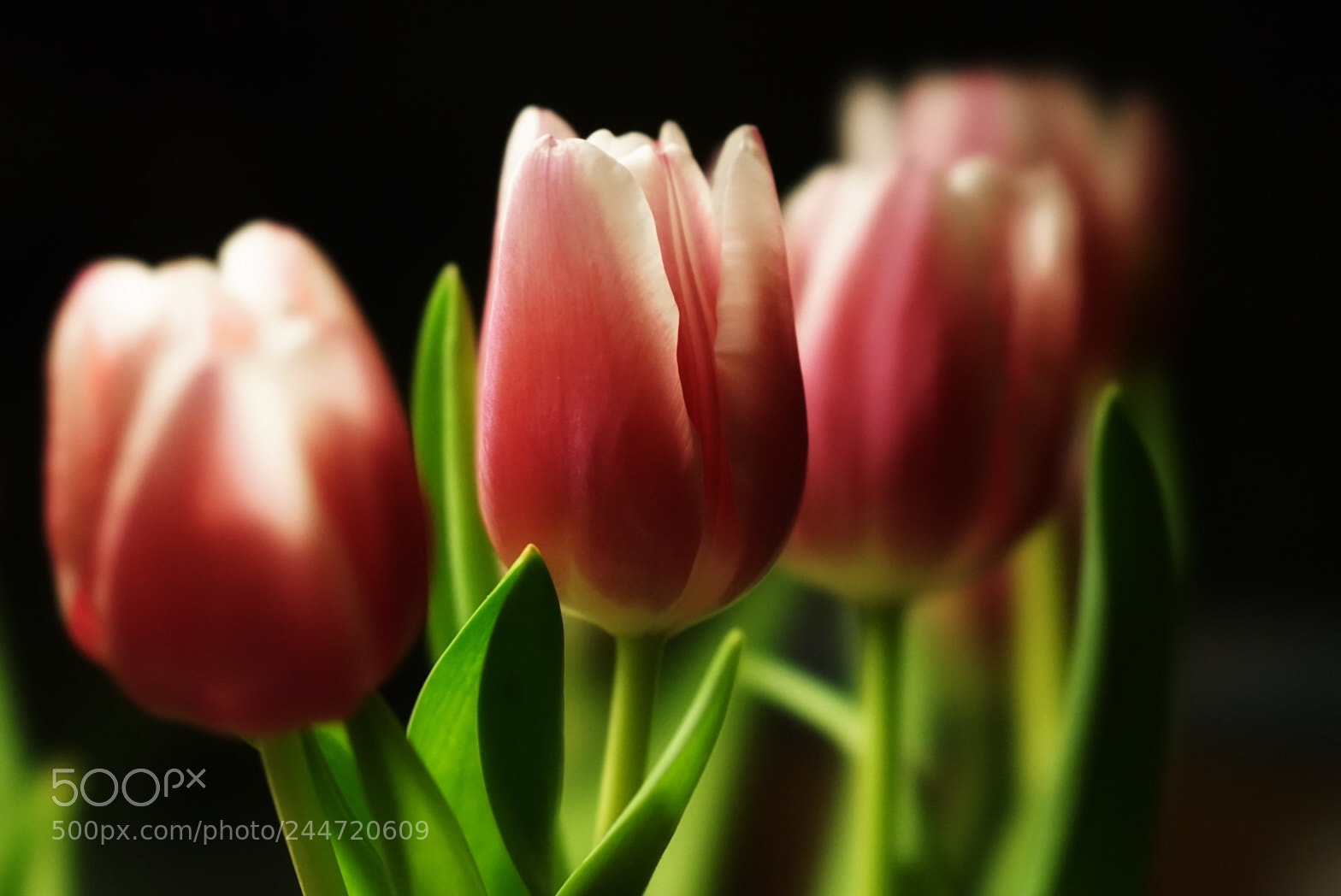 Sony a7 II sample photo. Tulip bokeh photography
