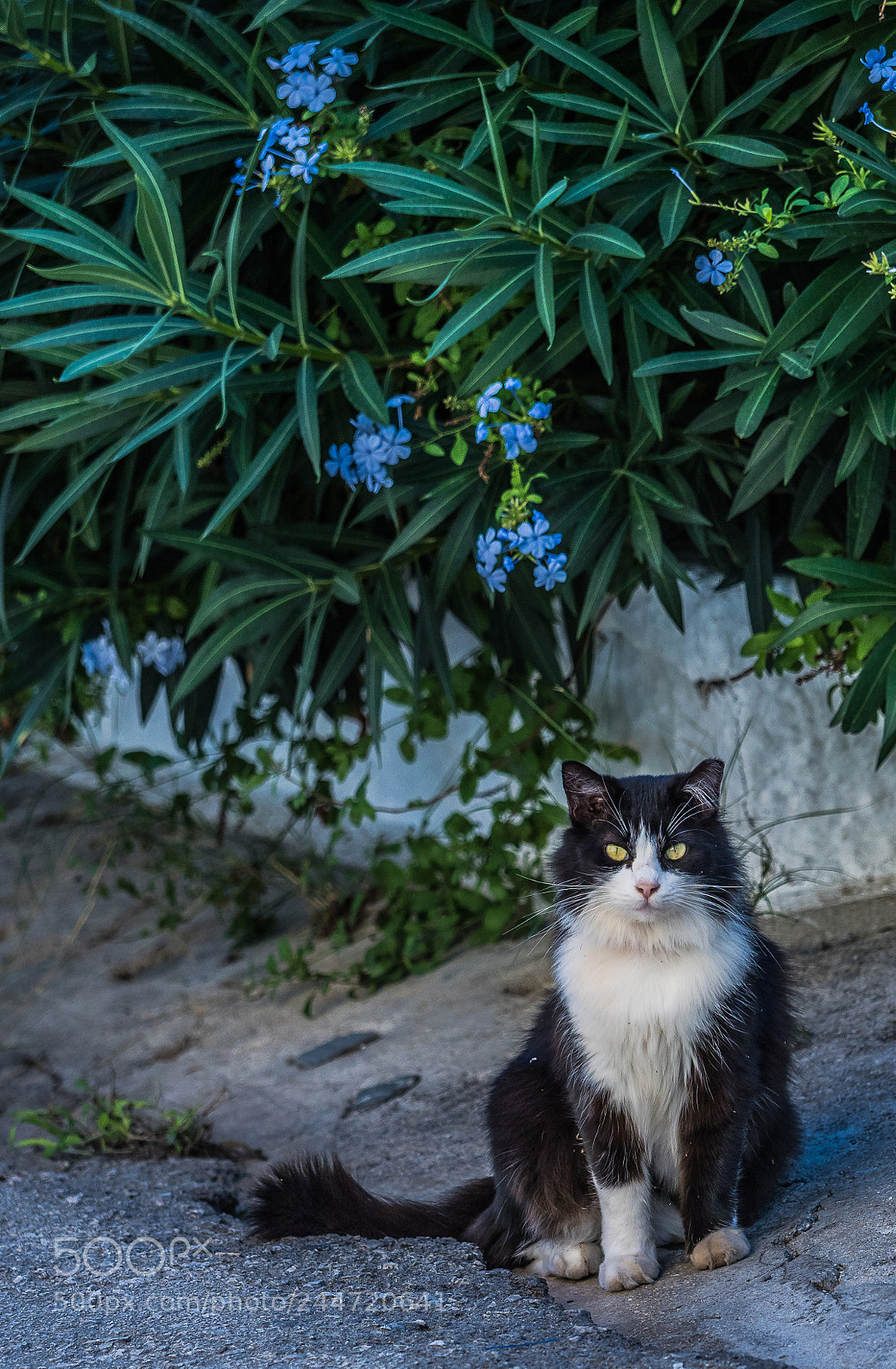 Olympus OM-D E-M1 Mark II sample photo. Olympus digital camera photography