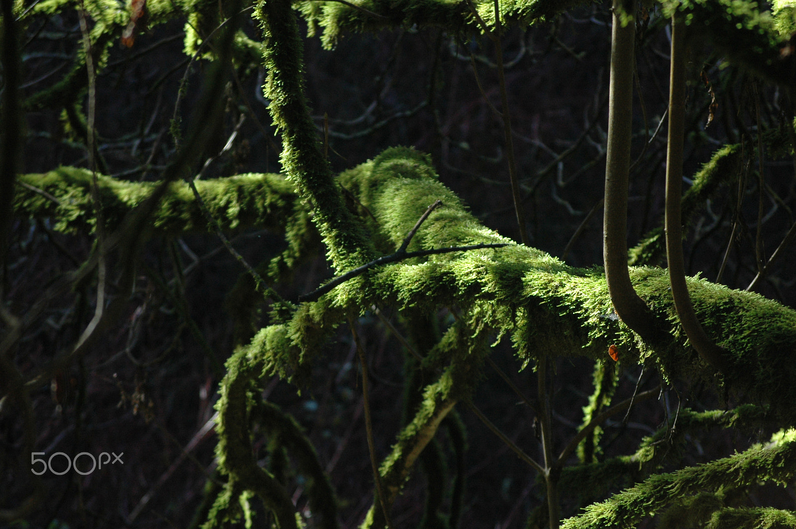 Nikon D70 + Sigma 55-200mm F4-5.6 DC sample photo. Moss monster photography