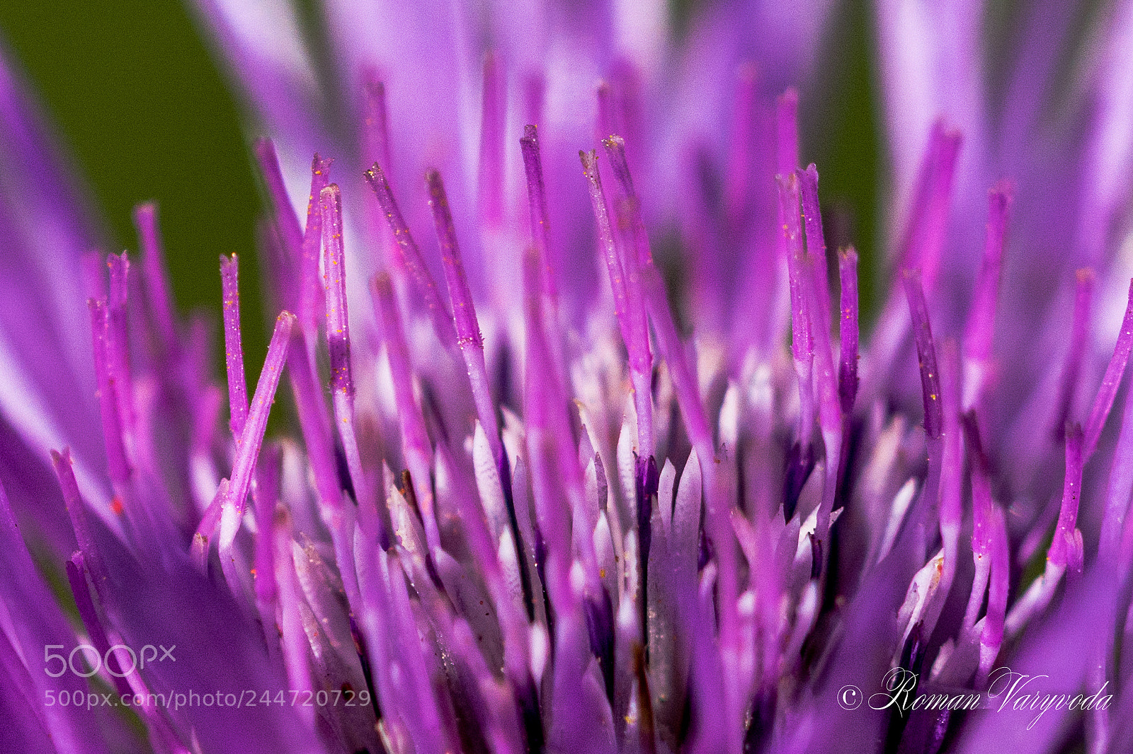 Nikon D7100 sample photo. Flower photography
