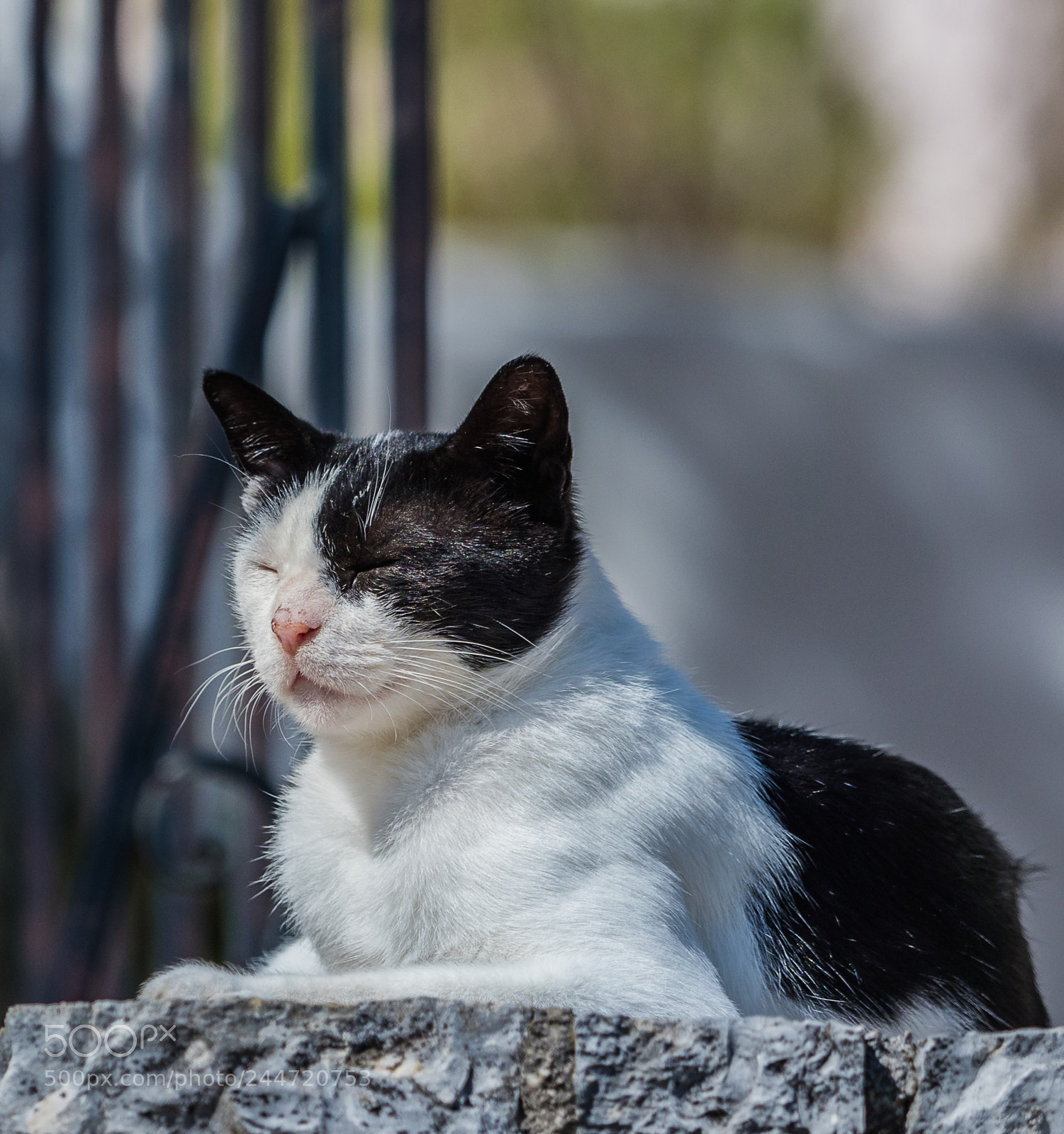 Olympus OM-D E-M1 Mark II sample photo. Olympus digital camera photography