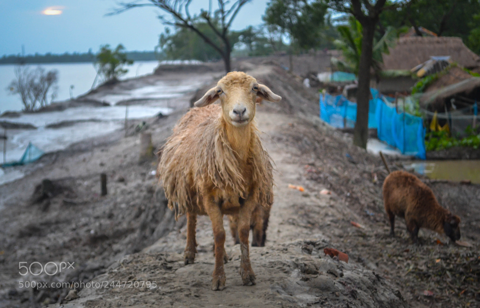 Nikon D3100 sample photo. Lone sheep photography