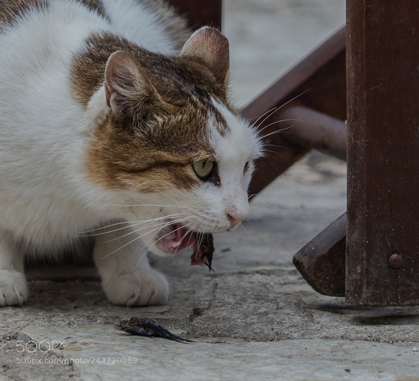 Olympus OM-D E-M1 Mark II sample photo. Olympus digital camera photography