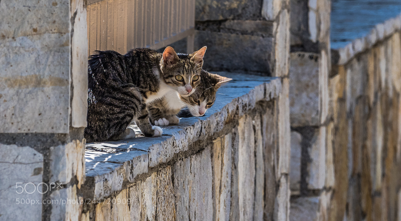 Olympus OM-D E-M1 Mark II sample photo. Olympus digital camera photography