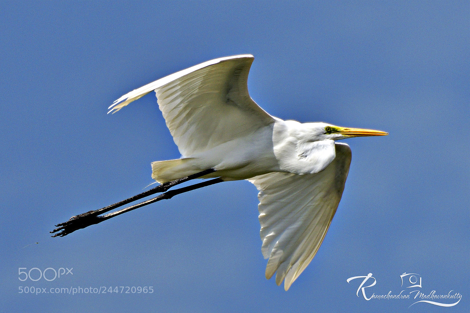Nikon D500 sample photo. Little egret - a photography