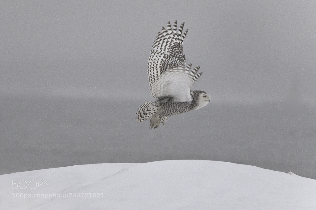 Canon EOS 7D Mark II sample photo. Snowy owl in flight photography