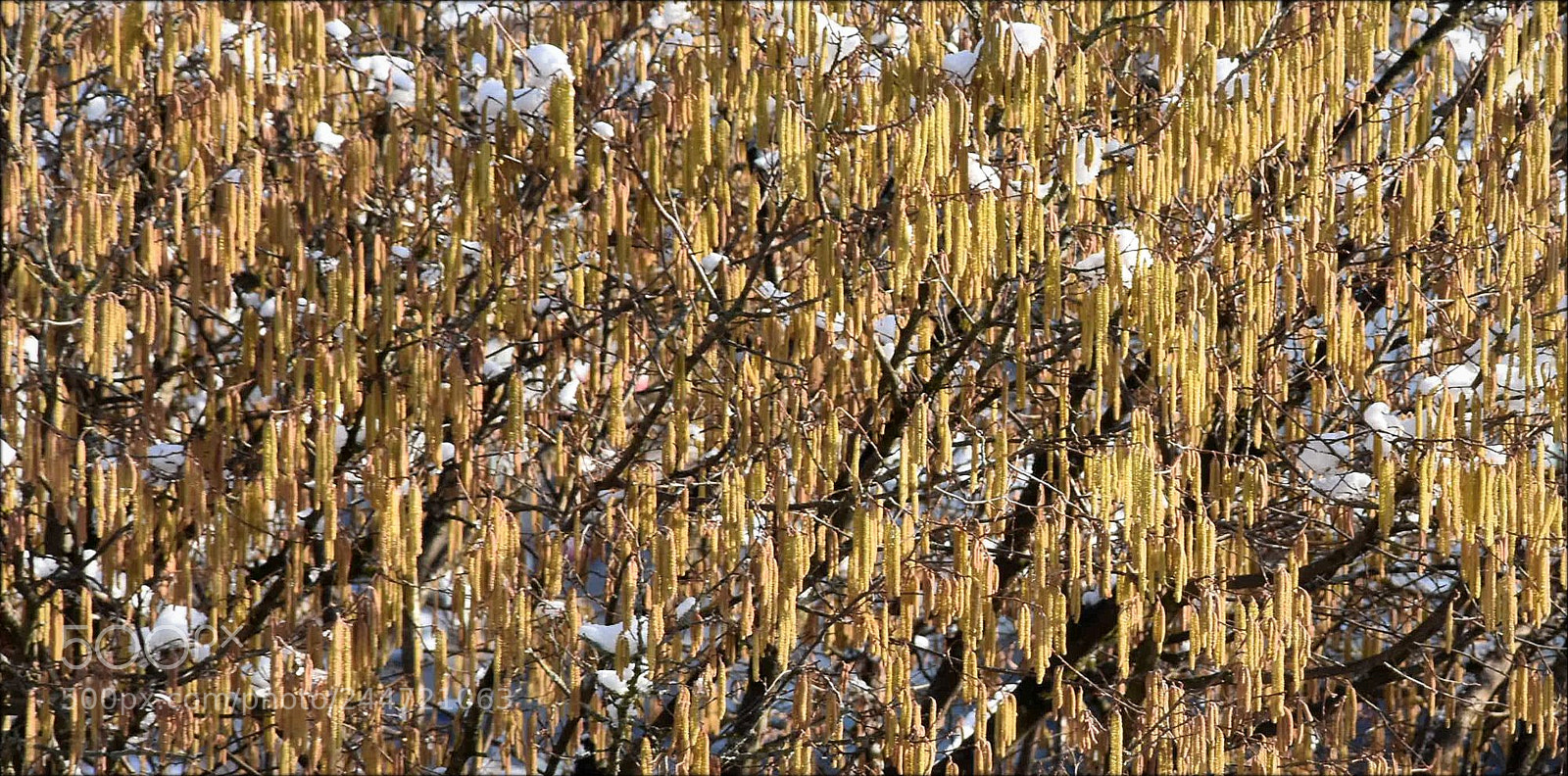 Nikon D7200 sample photo. "hasel,;" photography