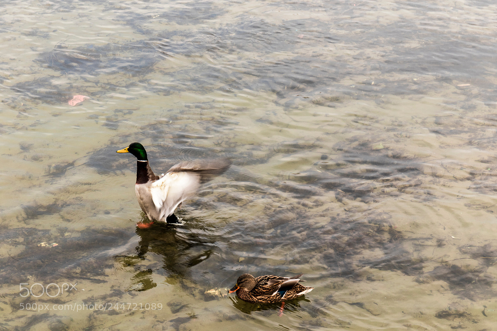 Canon EOS 7D Mark II sample photo. With his lady.... photography