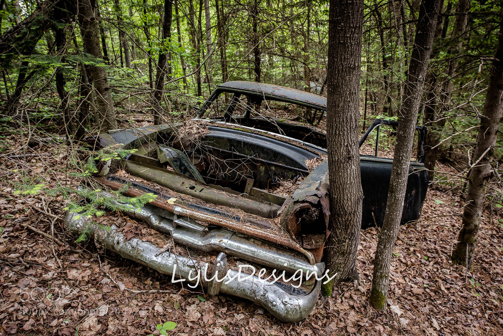 Nikon D810 sample photo. Car graveyard photography