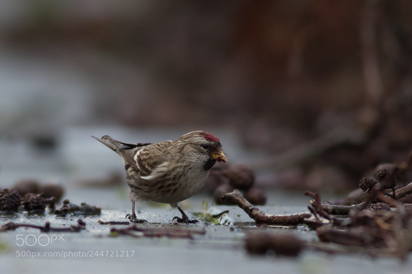 Canon EOS 7D Mark II sample photo. Mealy redpoll photography