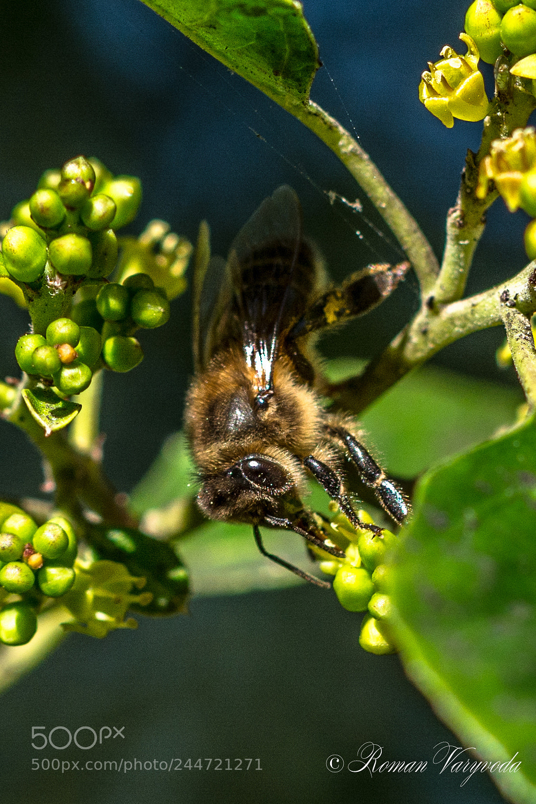 Nikon D7100 sample photo. Wasp photography