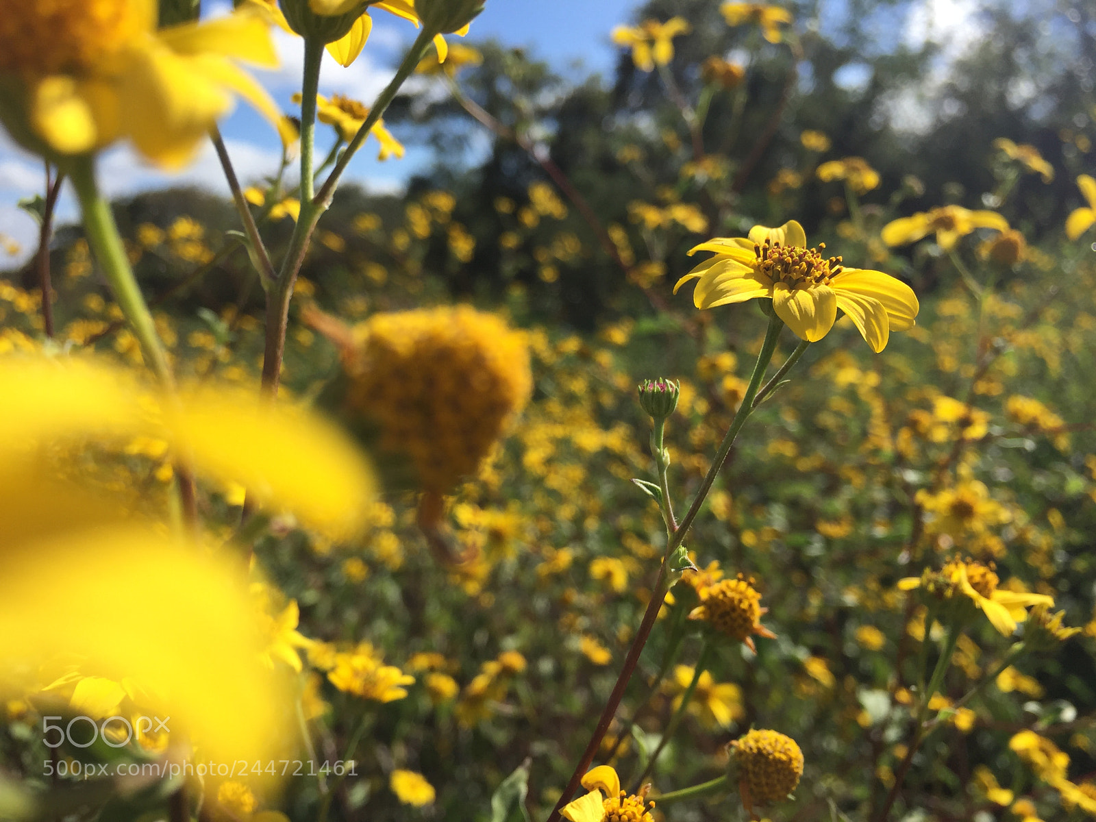 Apple iPhone 6 sample photo. Peque o conjunto de photography