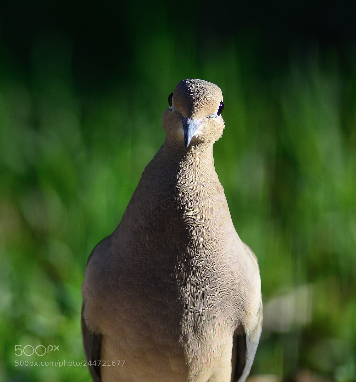 Nikon D7100 sample photo. Mourning dove saying hello photography