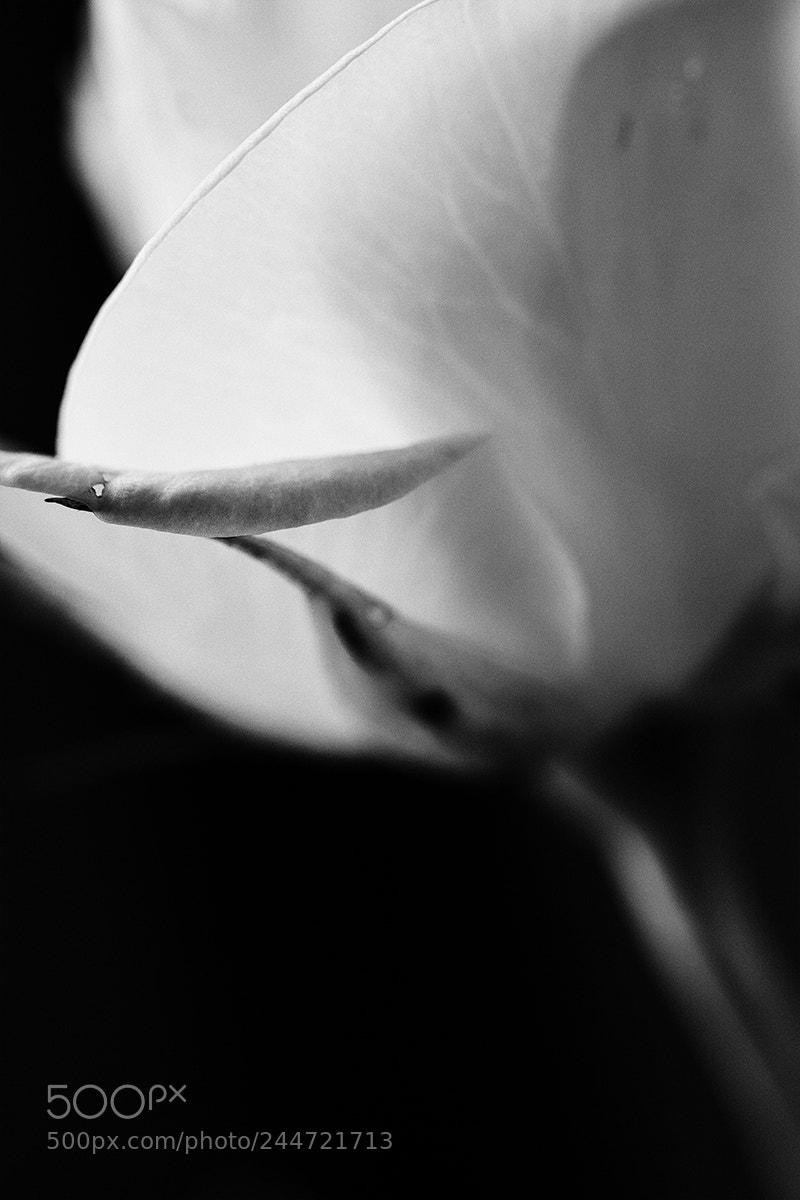 Canon EOS 50D sample photo. Alba rose photography