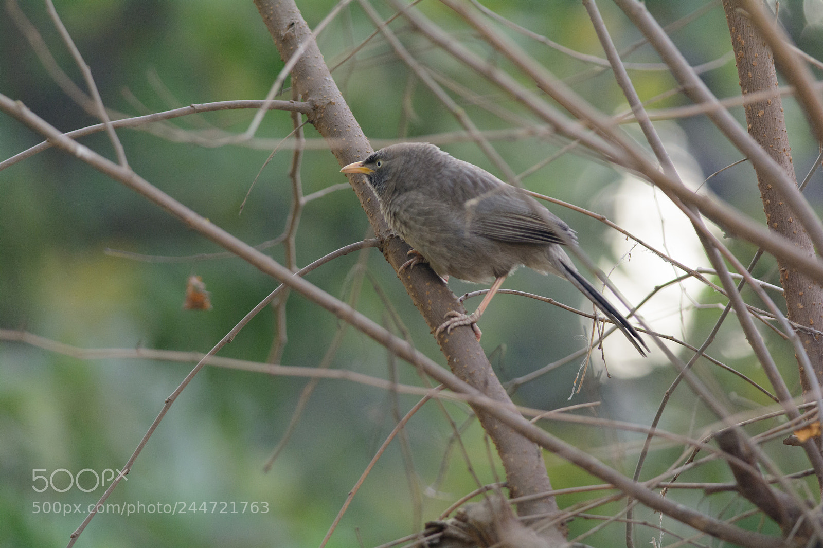 Nikon D7100 sample photo. Jungle babbler photography