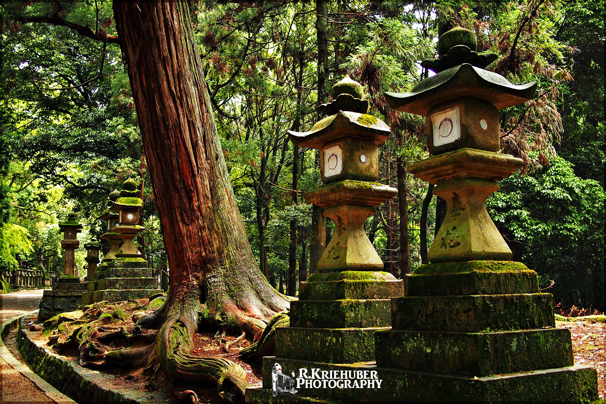 Olympus PEN E-P3 sample photo. Lantern walk - kasuga taisha photography