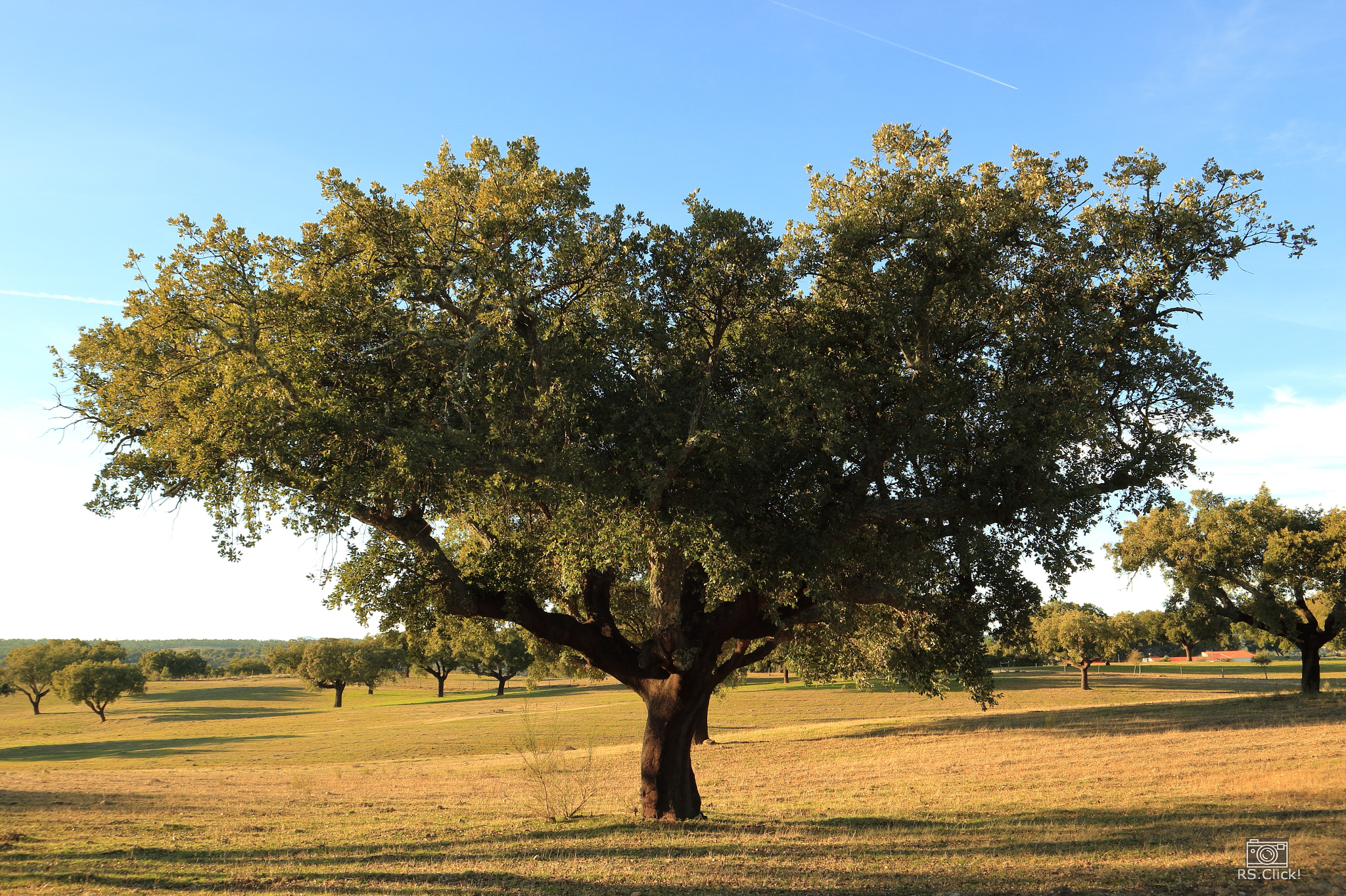 Canon EOS M10 sample photo. A magnificent living being photography
