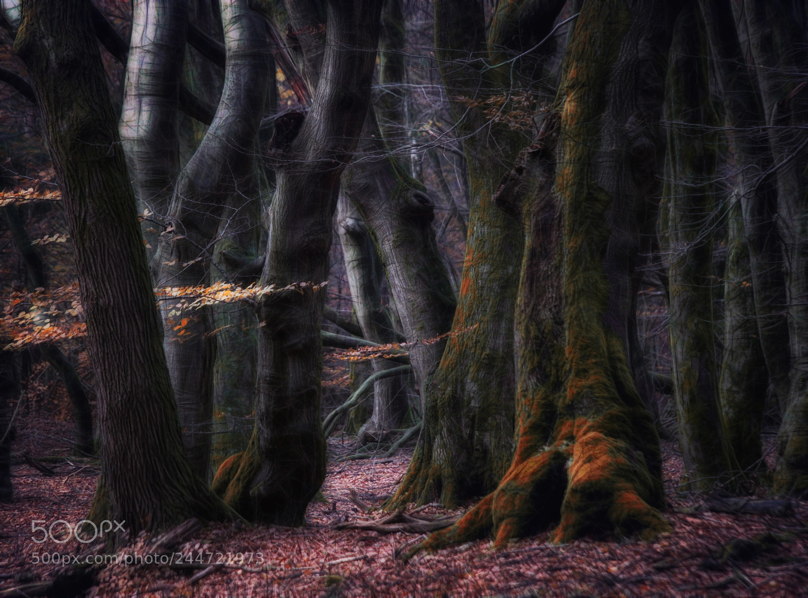 Samsung NX1 sample photo. The forest of dancing photography