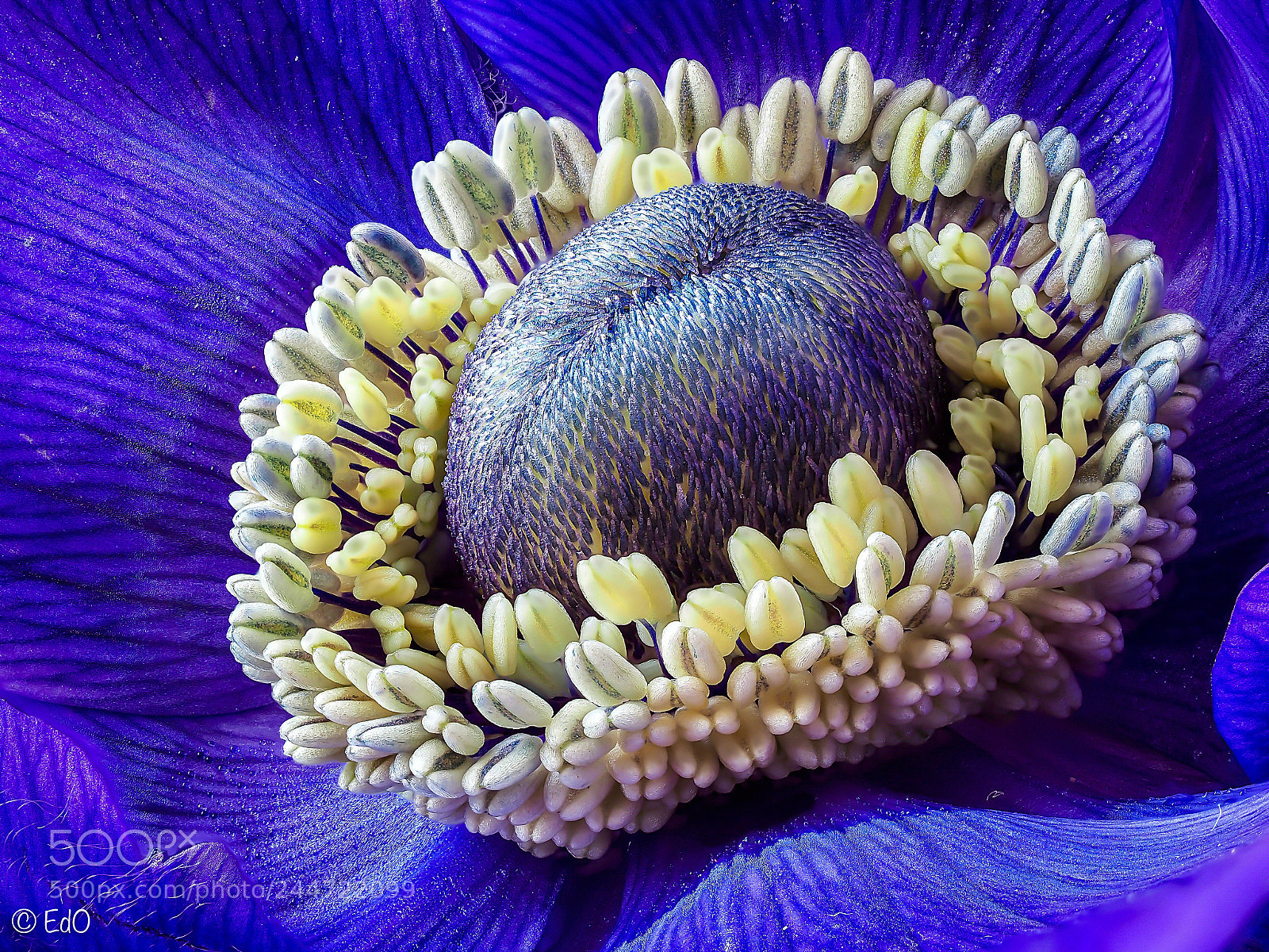 Olympus OM-D E-M1 Mark II sample photo. Anemone photography