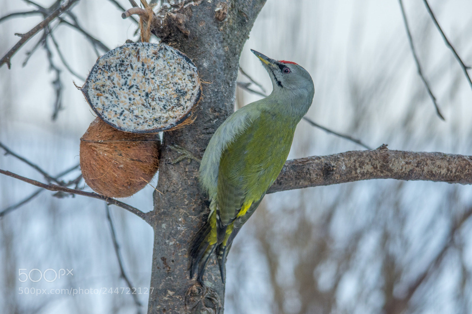 Nikon D7200 sample photo. Grey-headed woodpecker photography
