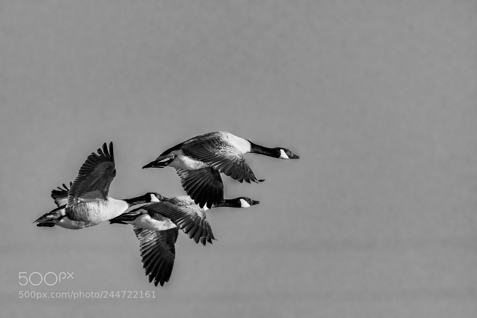 Nikon D500 sample photo. Canada geese photography