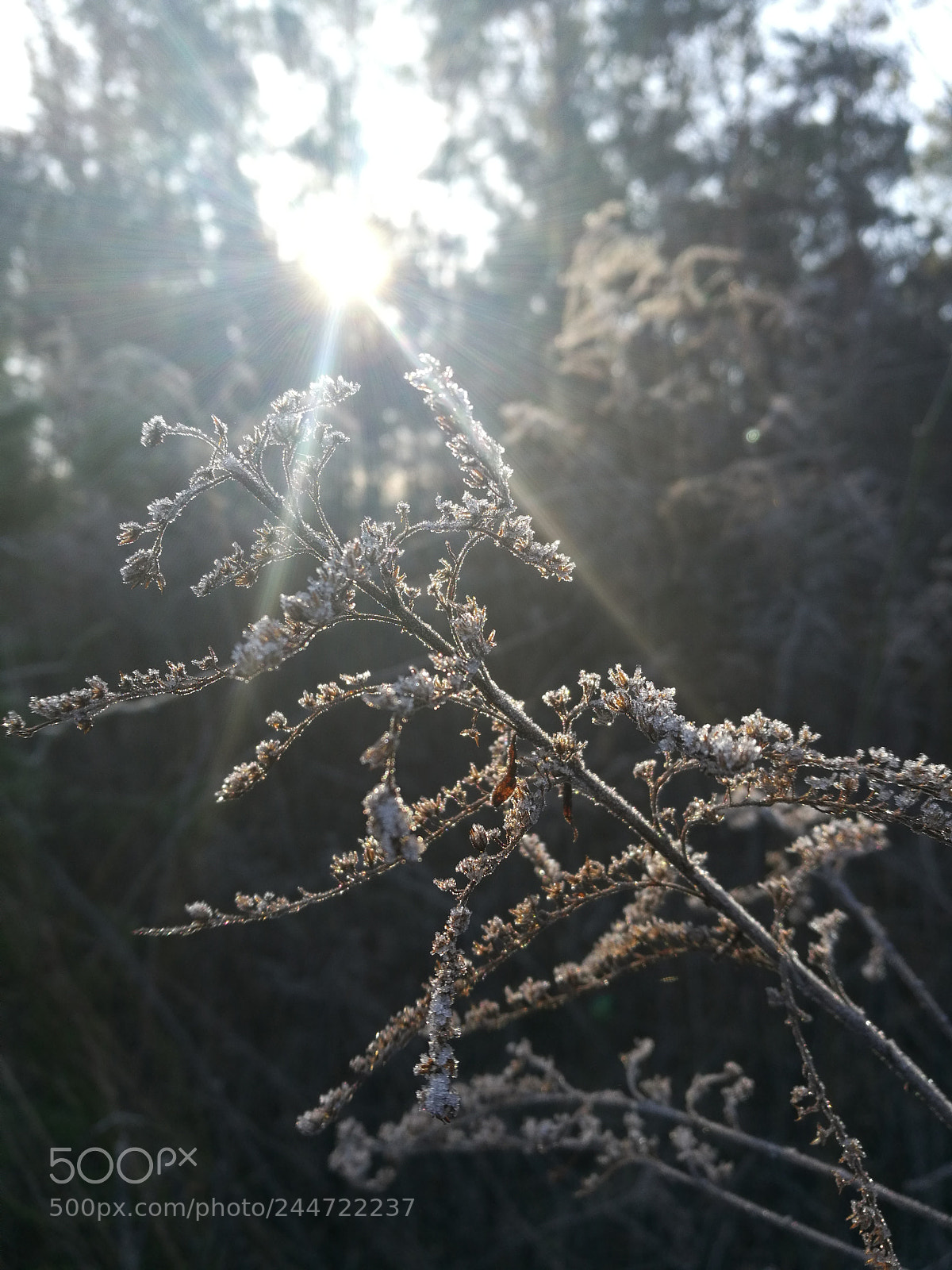 HUAWEI Honor 8 sample photo. Untitled photography