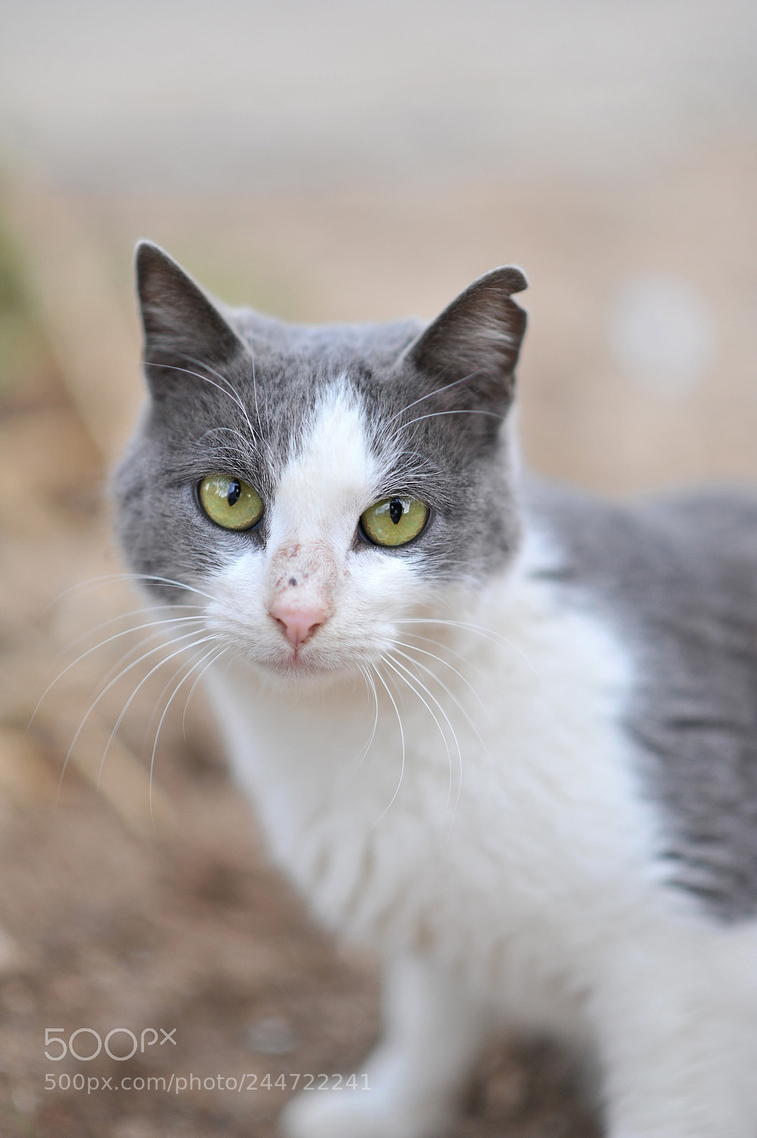 Nikon D700 sample photo. Friendly cat photography