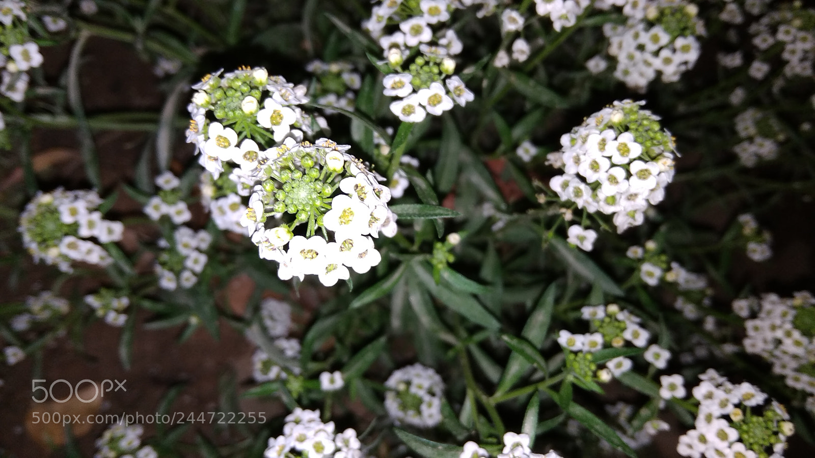 Xiaomi Redmi 5A sample photo. Ammi majus photography