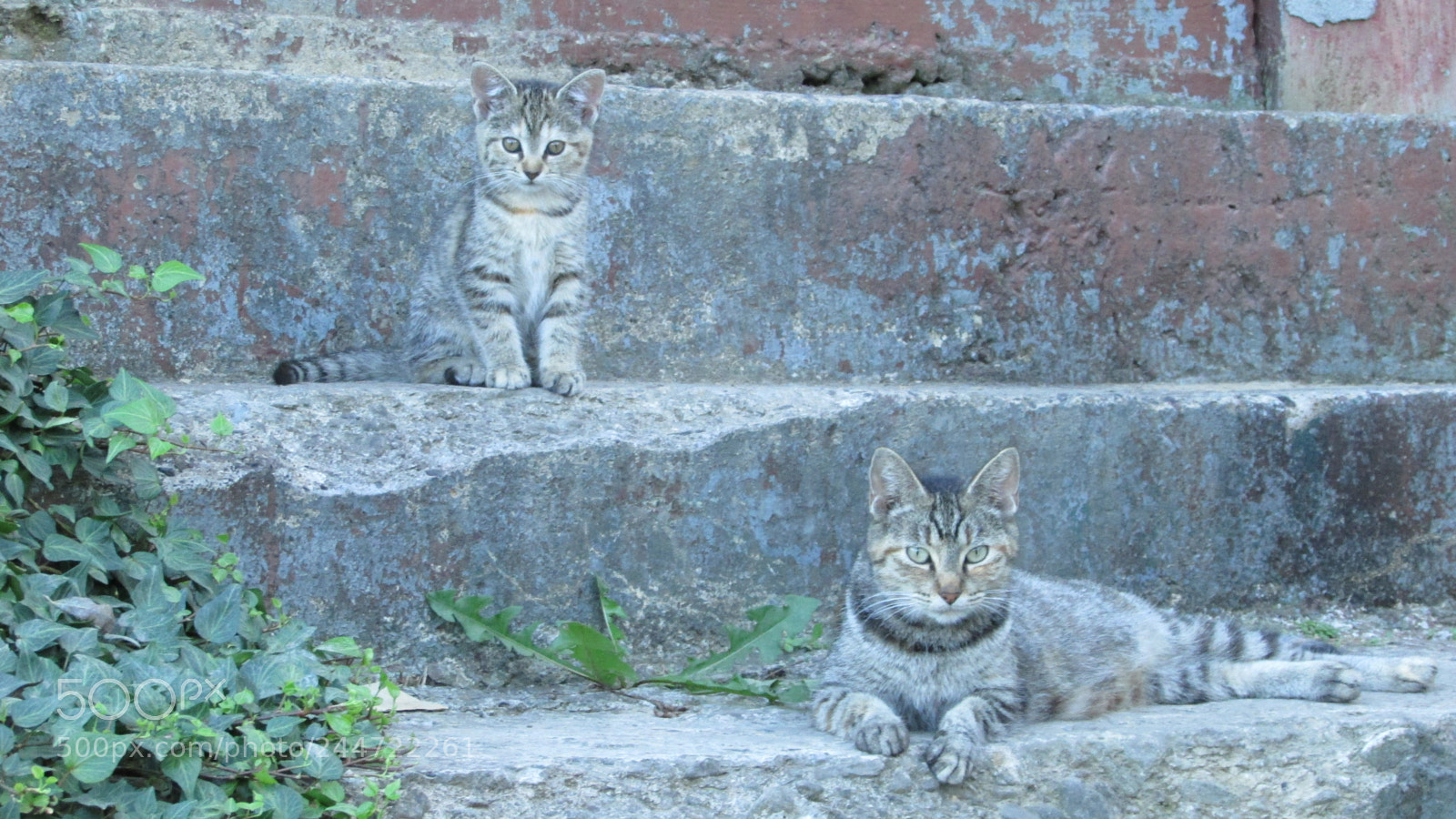 Canon PowerShot SX400 IS sample photo. Sitting pretty photography