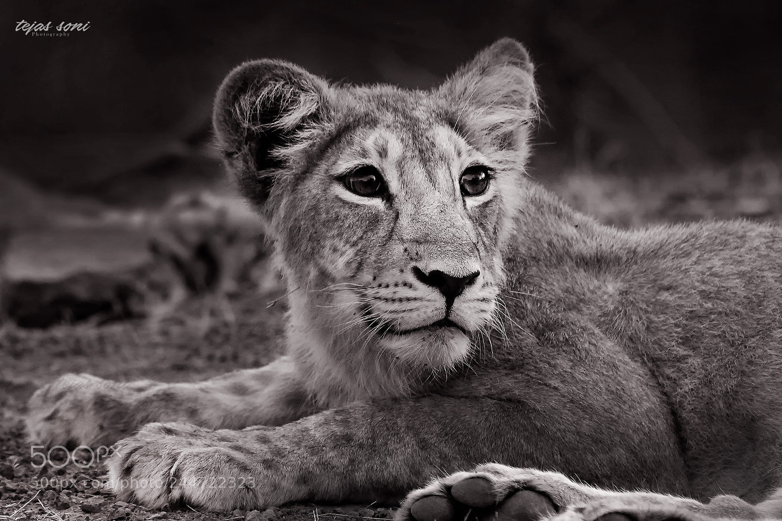 Canon EOS 550D (EOS Rebel T2i / EOS Kiss X4) sample photo. Asiatic lion cub photography